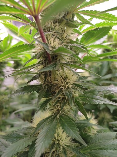 Growreport Bild 3