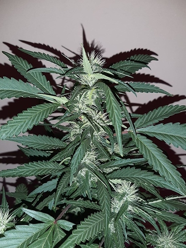 Growreport Bild 6