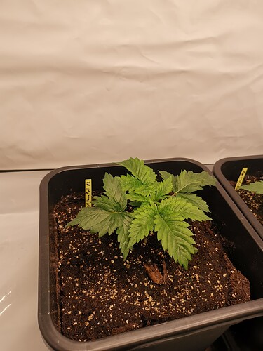 Growreport Bild 25
