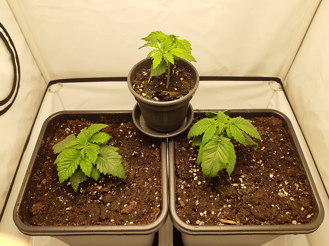Growreport Bild 11