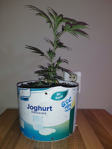Growreport Bild 12