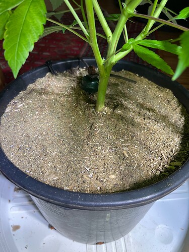 Growreport Bild 2