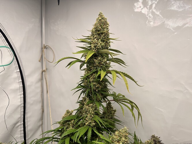 Growreport Bild 15