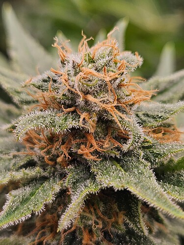 Growreport Bild 11