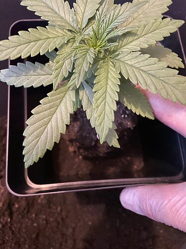 Growreport Bild 7