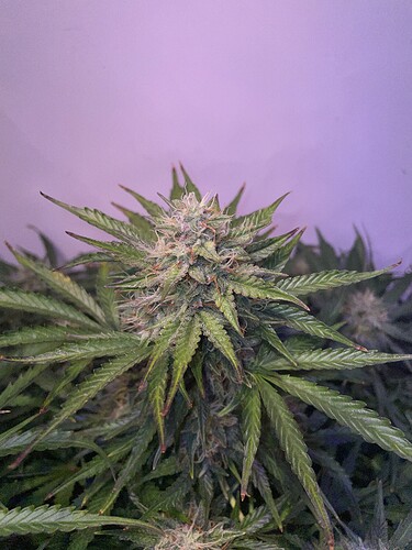 Growreport Bild 10