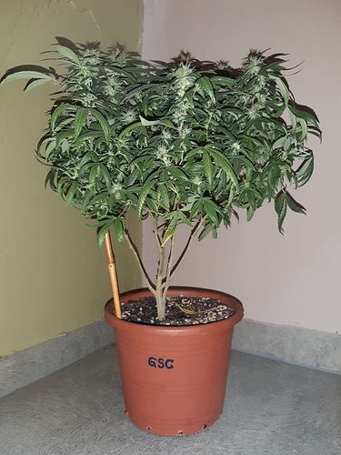 Growreport Bild 10