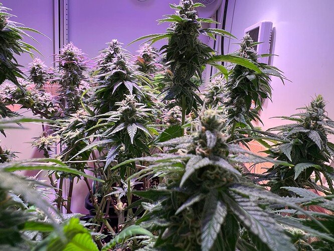 Growreport Bild 10