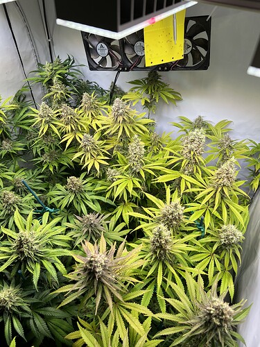 Growreport Bild 1