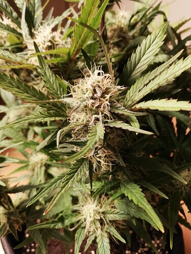 Mimosa_231217-4