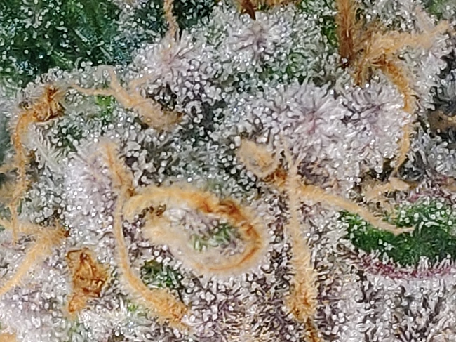 Growreport Bild 2
