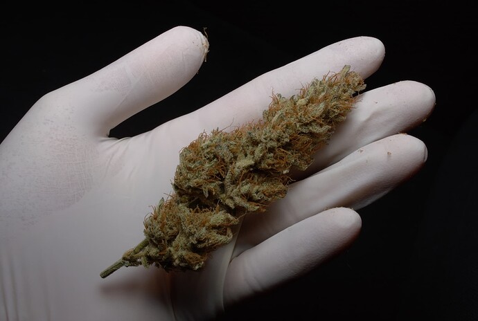 Growreport Bild 1