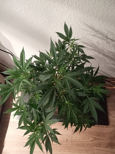 Growreport Bild 10