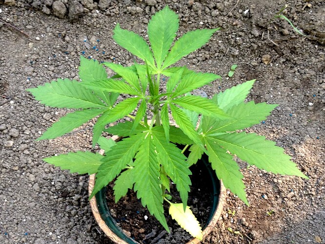 Growreport Bild 9