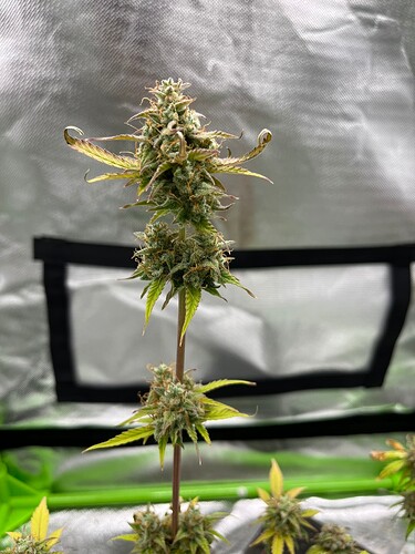 Growreport Bild 11