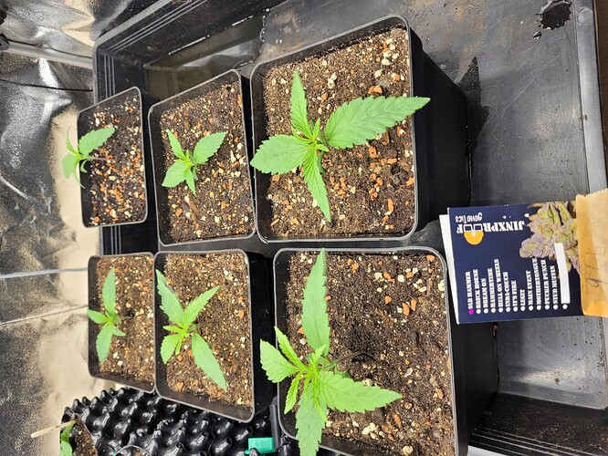 Growreport Bild 7