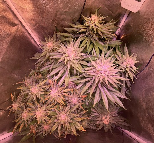 Growreport Bild 34