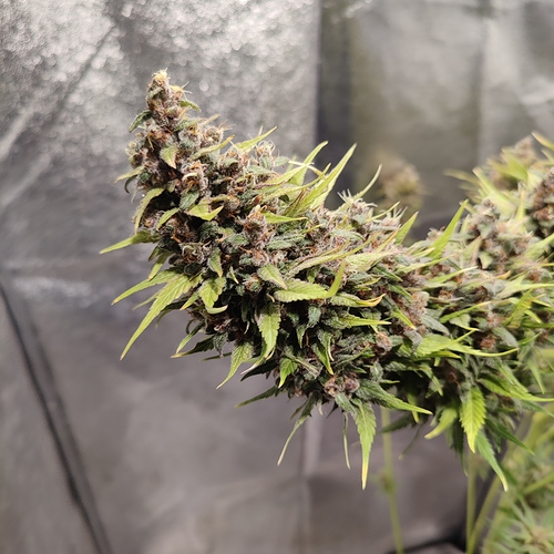 Growreport Bild 17