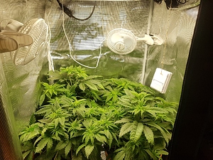 Growreport Bild 15