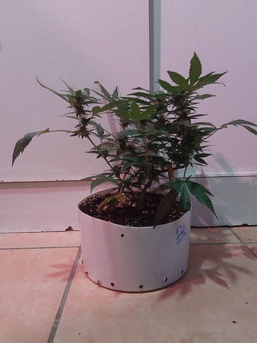 Growreport Bild 7