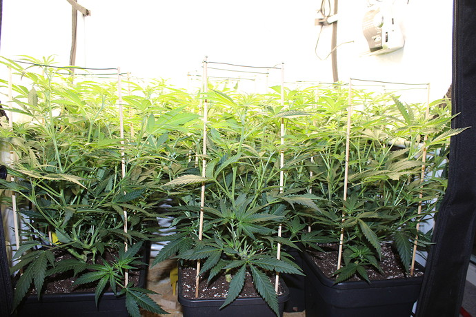 Growreport Bild 11