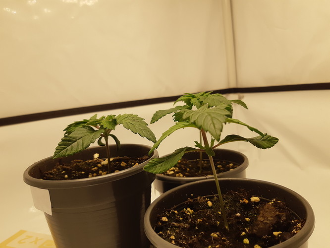 Growreport Bild 3