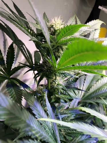 Growreport Bild 4