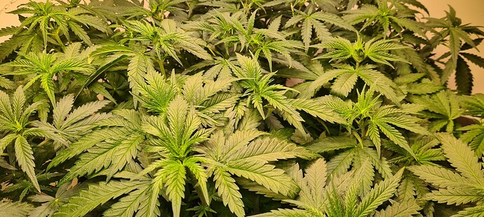 Growreport Bild 3