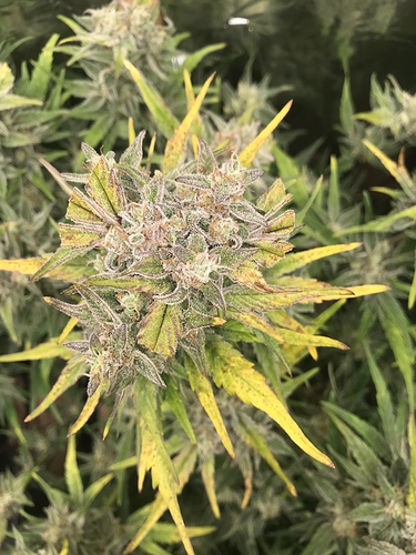 Growreport Bild 10