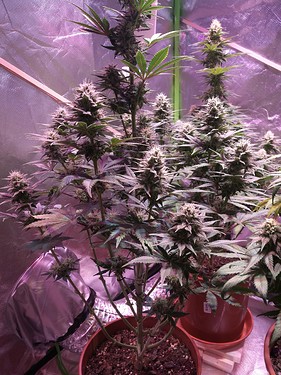 Growreport Bild 19