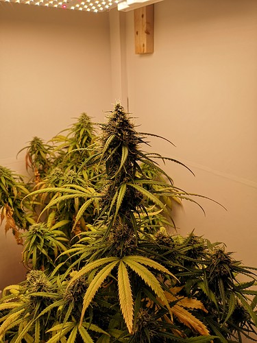 Growreport Bild 4