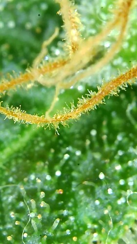 Growreport Bild 54
