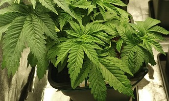 Growreport Bild 13