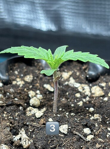 Growreport Bild 32