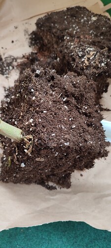 Growreport Bild 8