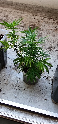 Growreport Bild 15