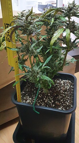 Growreport Bild 20