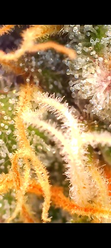Nahaufnahme von Cannabis-Trichomen mit sichtbaren Harzdrüsen und einigen orangefarbenen Stempeln.