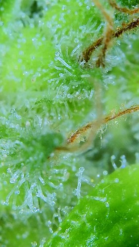 Growreport Bild 7