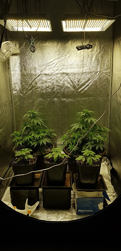 Growreport Bild 13
