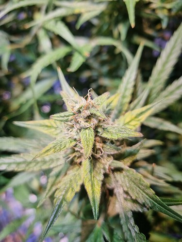 Growreport Bild 4