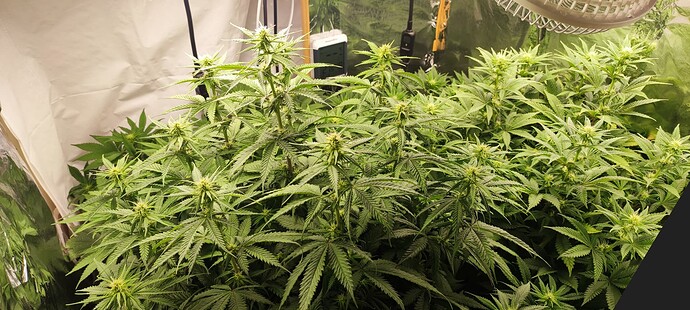 Growreport Bild 3