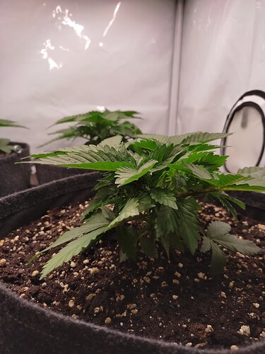 Growreport Bild 5