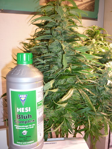 Growreport Bild 1