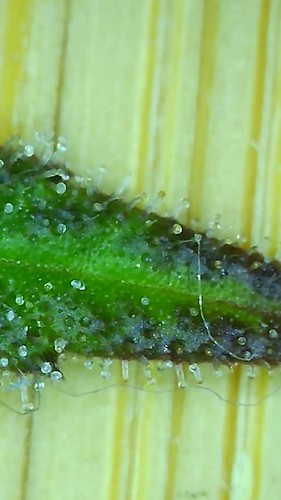 Growreport Bild 6