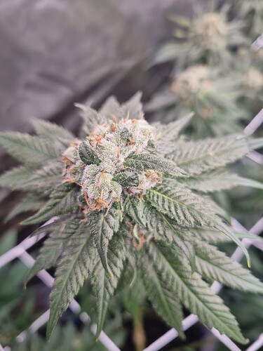 Growreport Bild 11