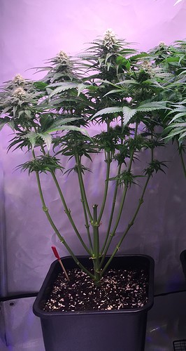 Growreport Bild 2