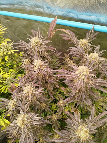Growreport Bild 1