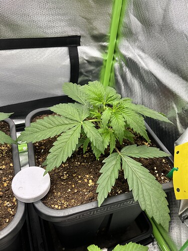 Growreport Bild 3