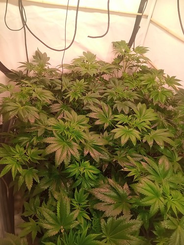 Growreport Bild 11